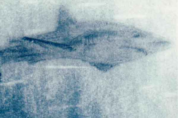 Gaiteiro con tiburón de fondo (autorretrato)